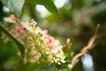 Close up of Banisteriopsis Caapi flowers and vine, one of the Ayahuasca plants. Psychadelic plant from Brazil. Used in indigenous rituals and shamanism. 