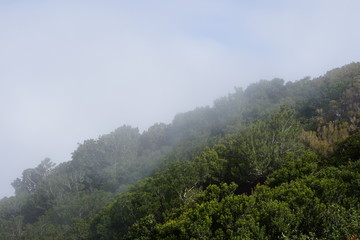 Lorbeerwald mit Nebel (Madeira)
