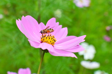 A hoverfly on a pink cosmos flower