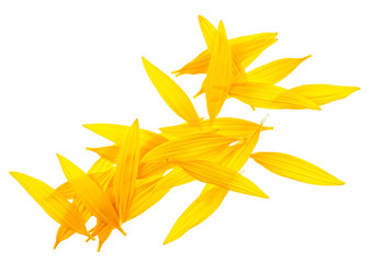 Sunflower petals isolated on a white background. Top view.