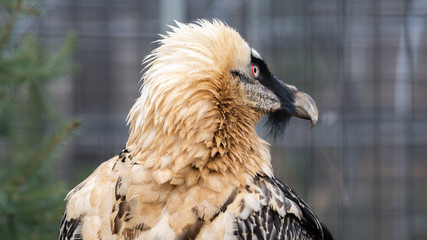 Bartgeier Berliner Zoo 