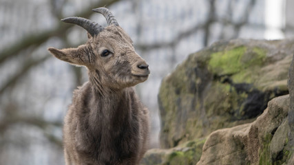 Sibirischer Steinbock im Berliner Zoo
