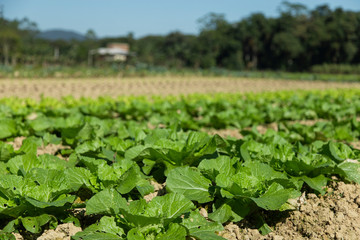 Fototapeta na wymiar Close up of Lettuce plantation in Antônio Carlos, blue sky with no clouds. Santa Catarina, Brazil
