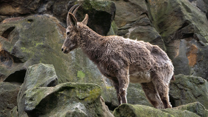 Sibirischer Steinbock im Berliner Zoo