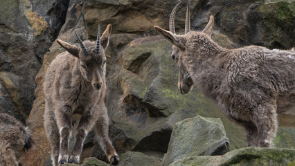 Sibirischer Steinbock im Berliner Zoo