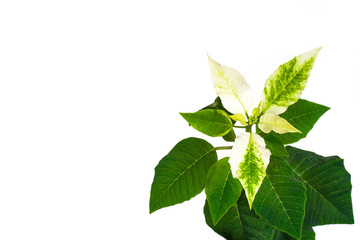 Close-up of a Christmas star flower, white and green leaves, on a white background