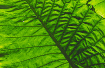 Tropical leaves. Floral pattern background. Real photo. Selective focus