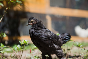 Close up of a black young Bantam chicken in a backyard garden. Chicken coop in the background.