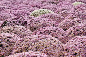 Soft pink chrysanthemum flower beds