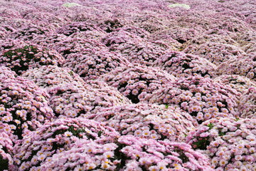 Soft pink chrysanthemum flower beds