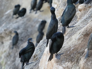 Brandt's cormorants in La Jolla 