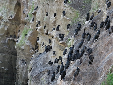 Brandt's cormorants in La Jolla 