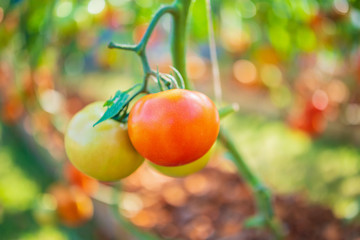 Fresh red ripe tomatoes hanging on the vine plant growing in organic garden