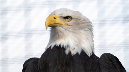 Fototapeta premium Weisskopfadler