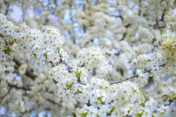 spring background with cherry blossoms. white flowers on branches close-up.