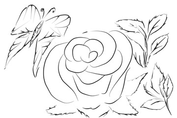 sketch of rose vector illustration