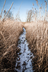 Fototapeta premium Feldweg