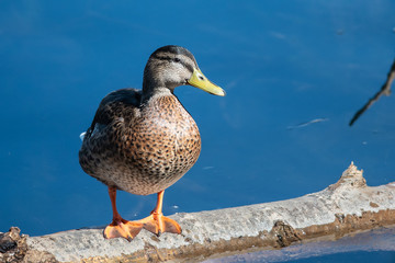 Mallard Duck Resting on the Old Weathered Log