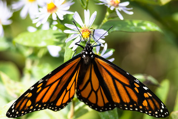 Monarch Butterfly Sipping Nectar from the Accommodating Flower