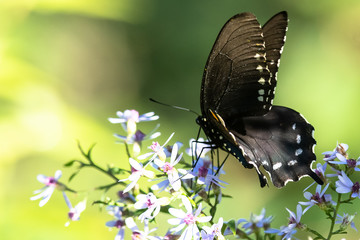 Spicebush Swallowtail Butterfly Sipping Nectar from the Accommodating Flower