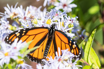 Monarch Butterfly Sipping Nectar from the Accommodating Flower