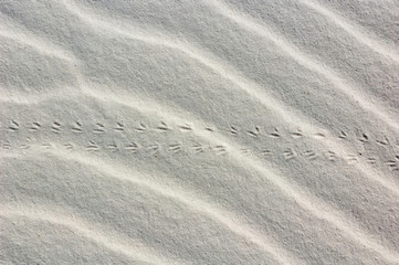 Animal tracks on White Sands National Monument, New Mexico, USA.