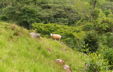 Obraz premium A Corriedale sheep grazing on a mountainside in Brazil