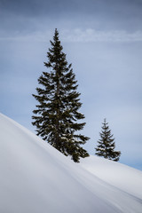 Winterbaum