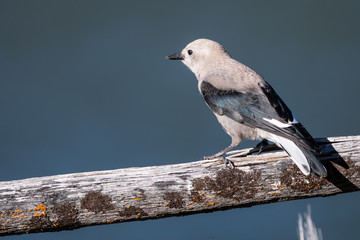Clark's Nutcracker Perched on a Weathered Wooden Fence