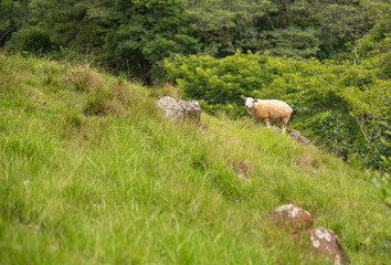 Fototapeta premium A Corriedale sheep grazing on a mountainside in Brazil