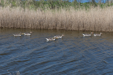 greylag goose (Anser anser) swimming with gosling - 325431857
