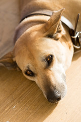 Dog friendly portrait, Essaouira, Morocco