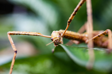 Huge grasshopper in green leaf. Macro photo.