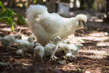 Flock of Newborn Bantam Silkie chicks with their mother in a garden close to a coop