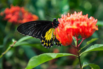 Tropical butterfly feeding on spring day against flowers.