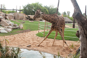 giraffe in zoo