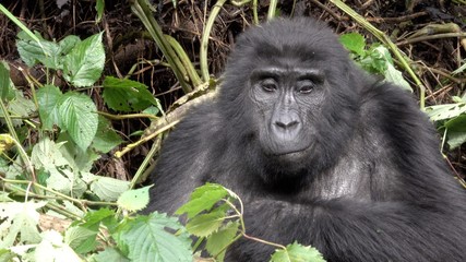 Obraz premium Mountain Gorilla Face. Bamboo Forest, Virunga, DRC