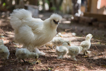 Flock of Newborn Bantam Silkie chicks with their mother in a garden close to a coop