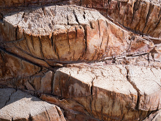 palm bark texture with sunlight. closeup. bright color wall tree forest brown. stock photo
