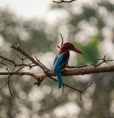 common kingfisher sitting on tree branch and waiting for a food