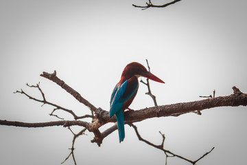common kingfisher sitting on tree branch and waiting for a food