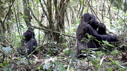 Mountain Gorilla eating leafs. Uganda