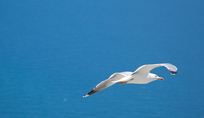 seagull in flight