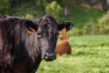 A cow on a farm. Cows of Azores