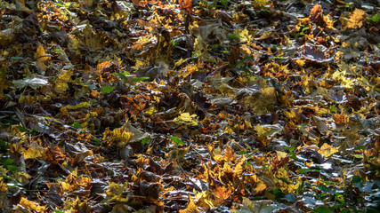 Champ de feuilles