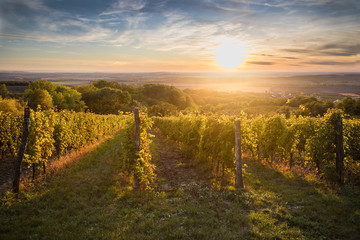 Fototapeta na wymiar sunset in the vineyard