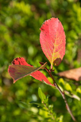 Feuille d'automne