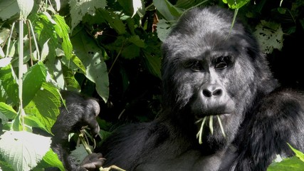 Silverback Mountain Gorilla, Democratic Republic of Congo