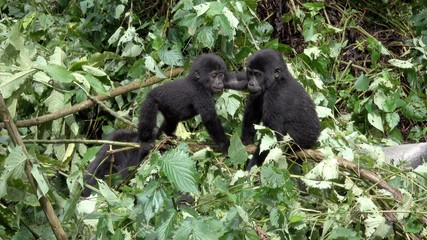 young Mountain Gorillas playing. Uganda