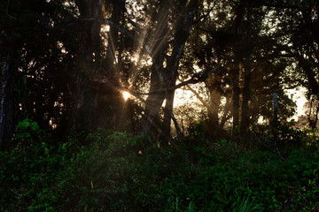 Vegetaci&oacute;n en el Cerro Canajagua, Panama